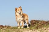 CHIEN FINNOIS DE LAPONIE 327